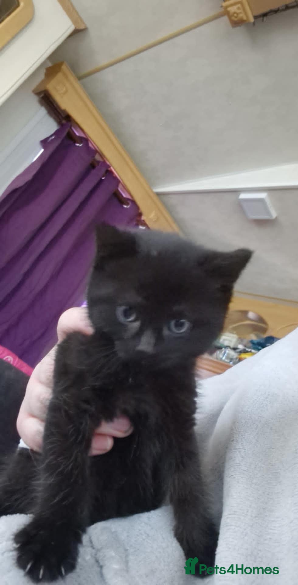 British Shorthair cats 3 Beautiful Female Black Kittens - Advert 6