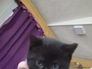 British Shorthair cats 3 Beautiful Female Black Kittens - Advert 3