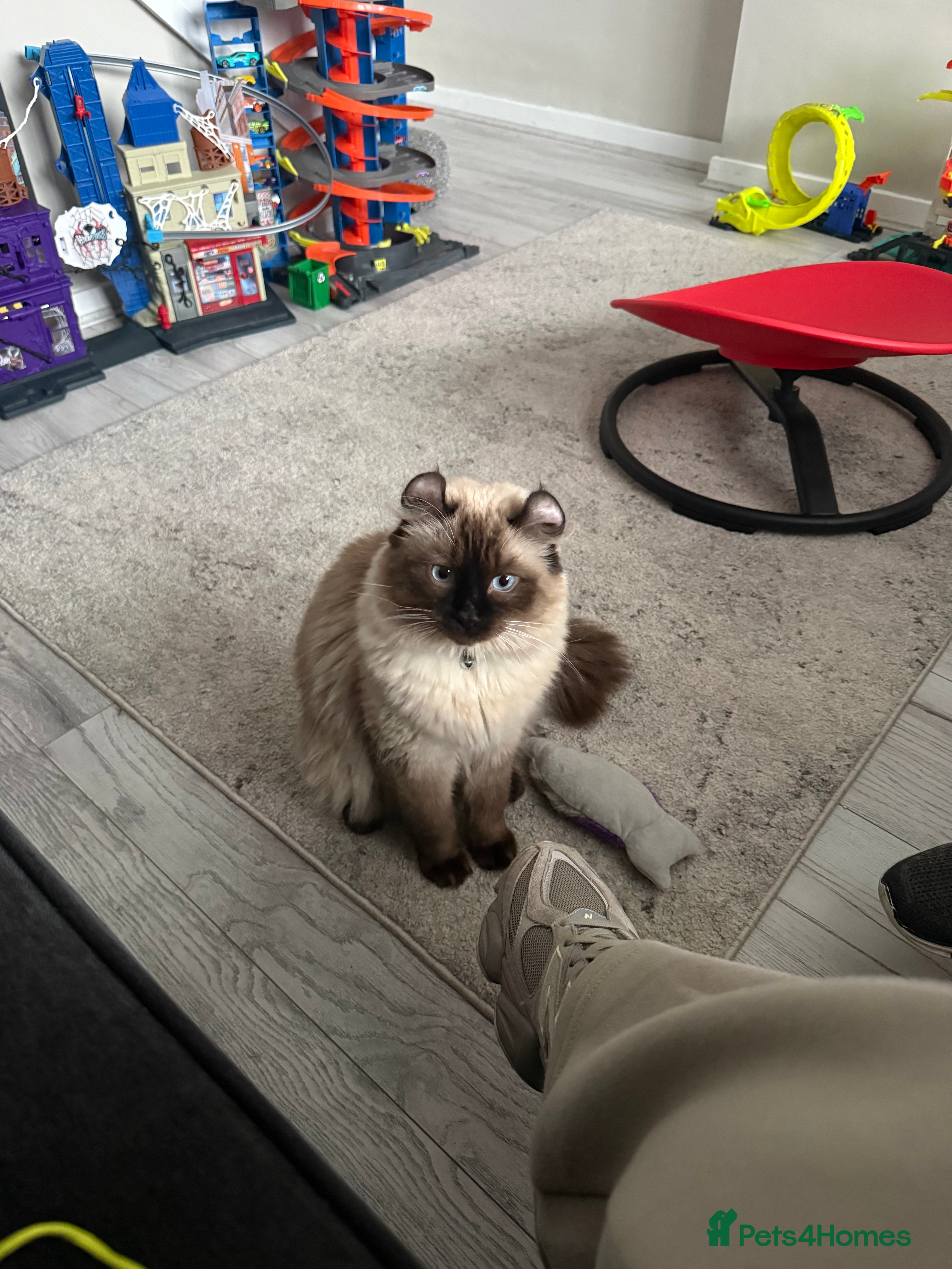 American Curl cats Beautiful boy - Advert 1