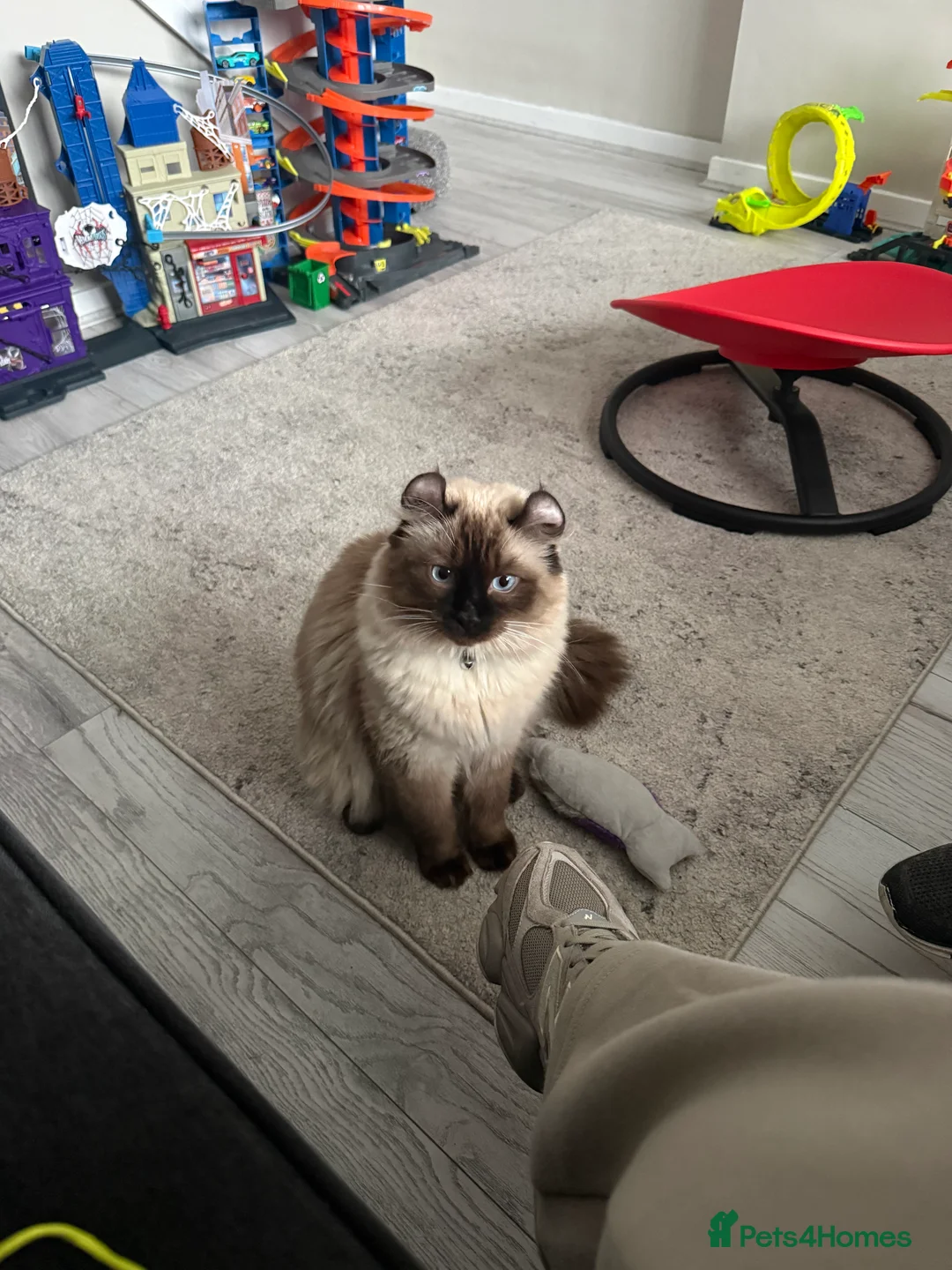 American Curl cats for sale: Beautiful boy - Advert 1