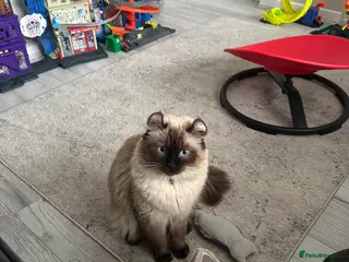 American Curl cats Beautiful boy - Advert 6