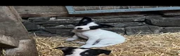 Border Collie dogs for sale: Collies for sale  in Newtown - Advert 9