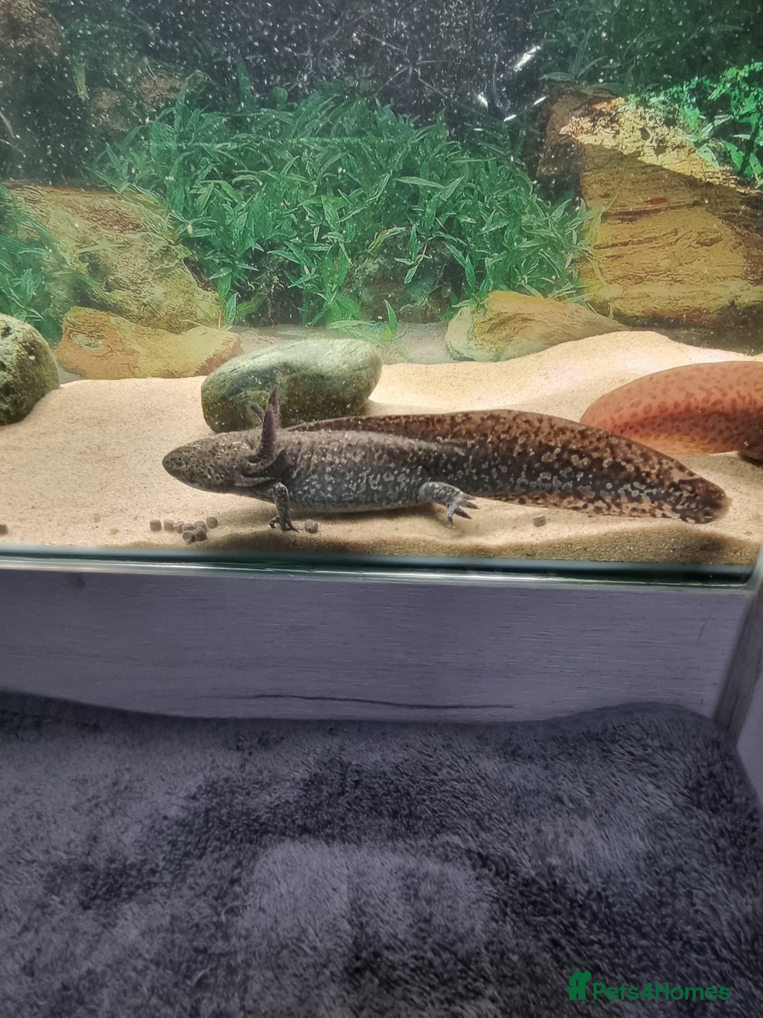 Axolotl reptiles Various axolotls free to good home - Advert 5