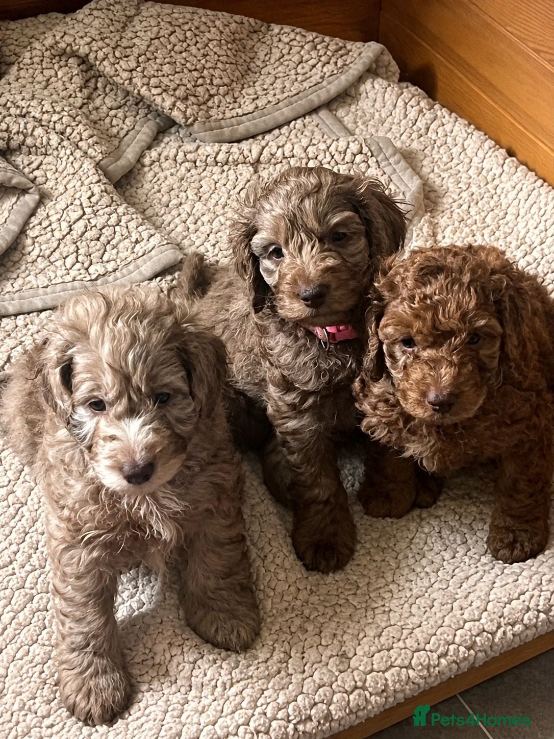 Cockapoo dogs F2 cockapoo litter  - Advert 18