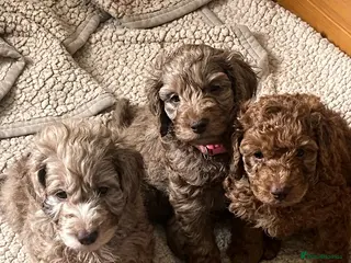 Cockapoo dogs F2 3 goregeous Cockapoo boys ready to go in a week - Advert 9