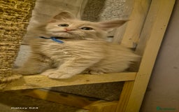 Maine Coon cats for sale: Maine Coon kittens Glasgow  - Image 14