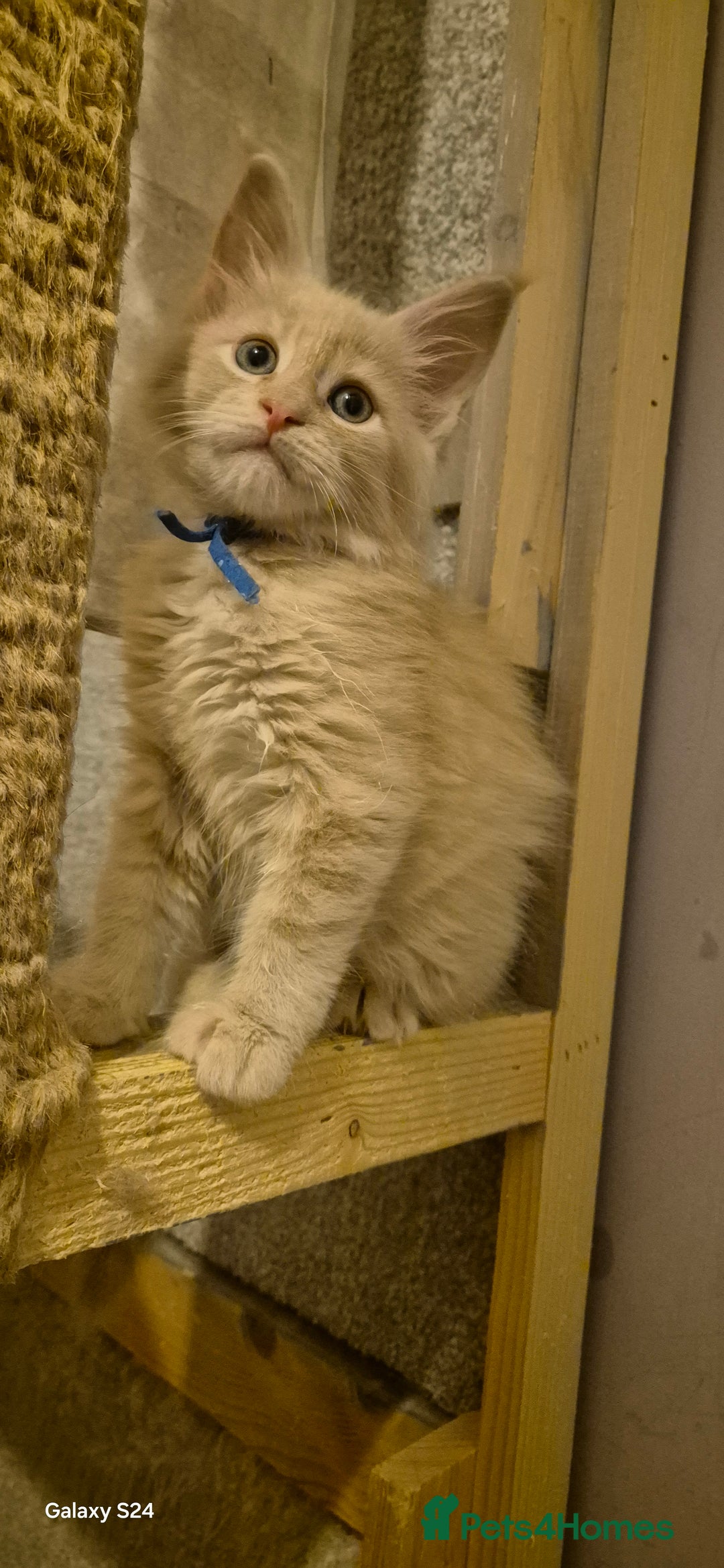 Maine Coon cats for sale: Maine Coon kittens Glasgow  - Image 14