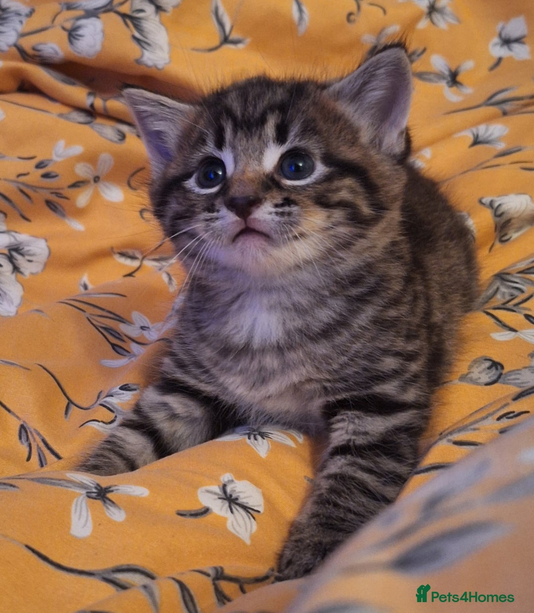 Mixed Breed cats for sale: Mixed Half Bengal kittens  - Advert 2