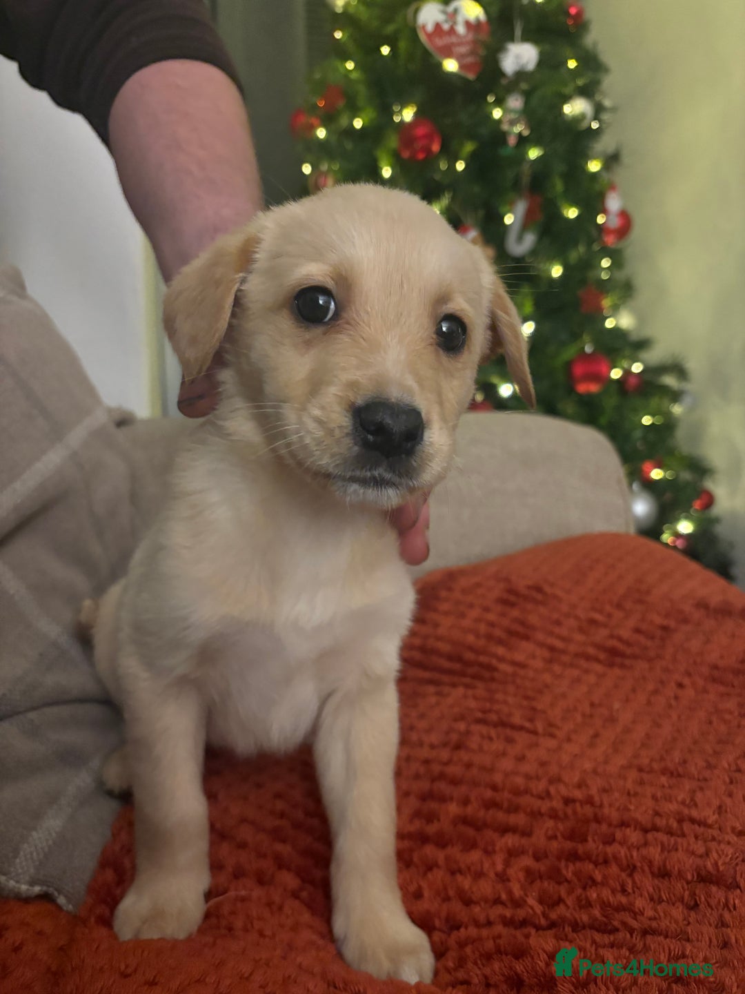 Mixed Breed dogs for sale: Labrador X Collie - Advert 1