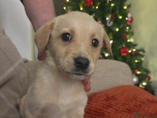 Mixed Breed dogs Labrador X Collie - Advert 1