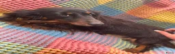Mixed Breed dogs for sale: Dachshund/terrier puppies  - Advert 2