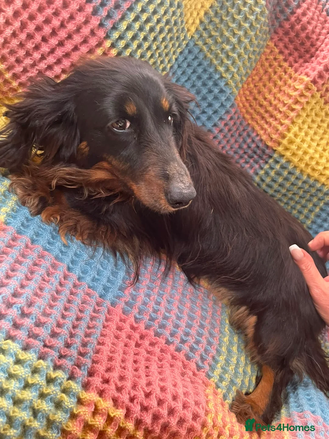Mixed Breed dogs for sale: Dachshund/terrier puppies  - Advert 2