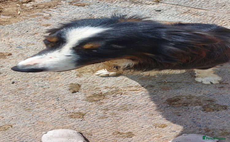 Border Collie dogs - Advert 1