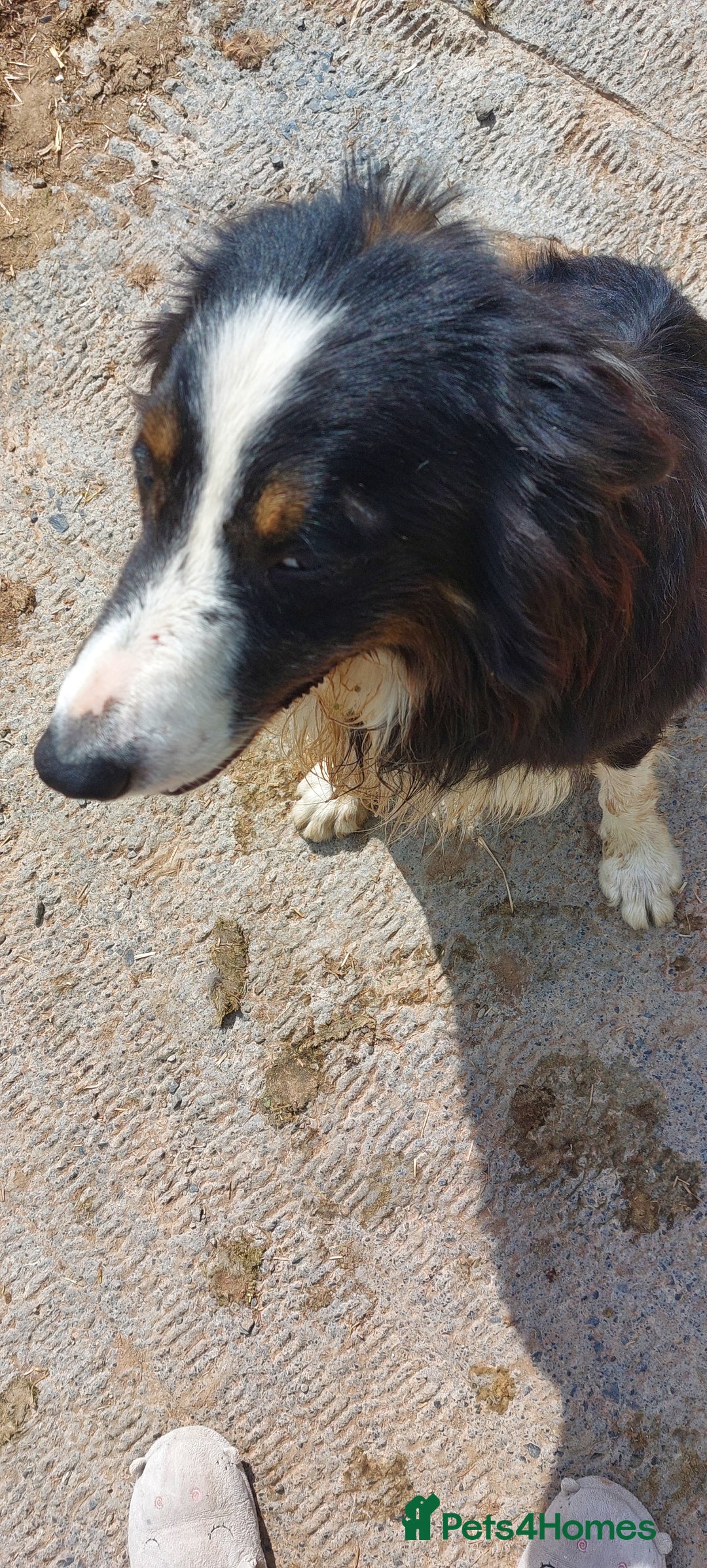 Border Collie dogs for sale: Roy, 3 Yr old Collie Looking for a Loving Pet Home - Image 1