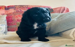 Cocker Spaniel dogs for sale: ONE GORGEOUS WORKING COCKER SPANIEL PUP - Advert 10