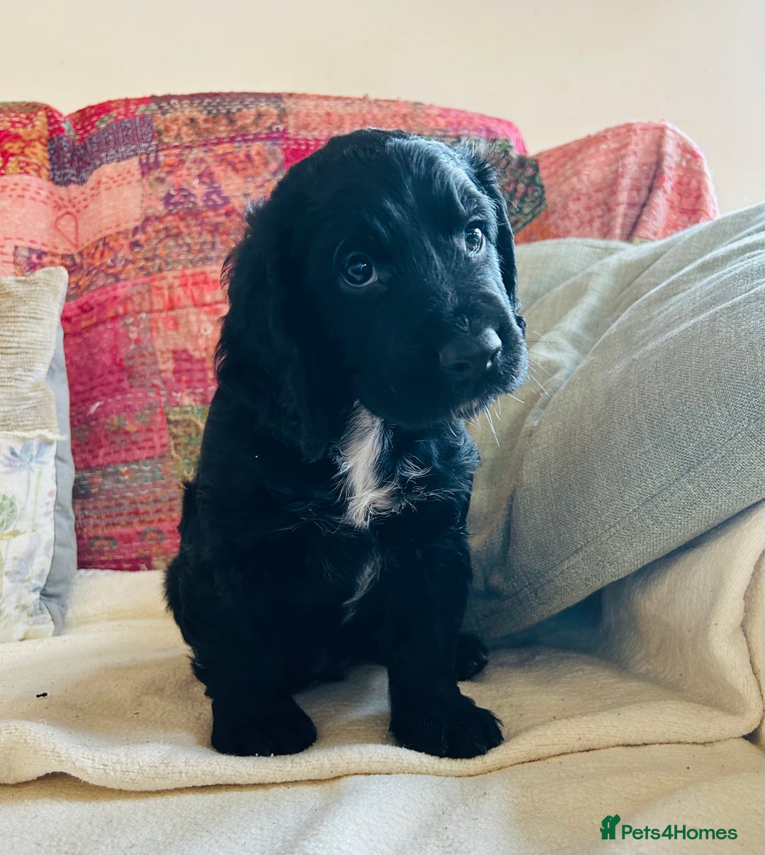 Cocker Spaniel dogs for sale: ONE GORGEOUS WORKING COCKER SPANIEL PUP - Advert 10