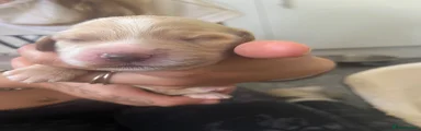 Cocker Spaniel 2