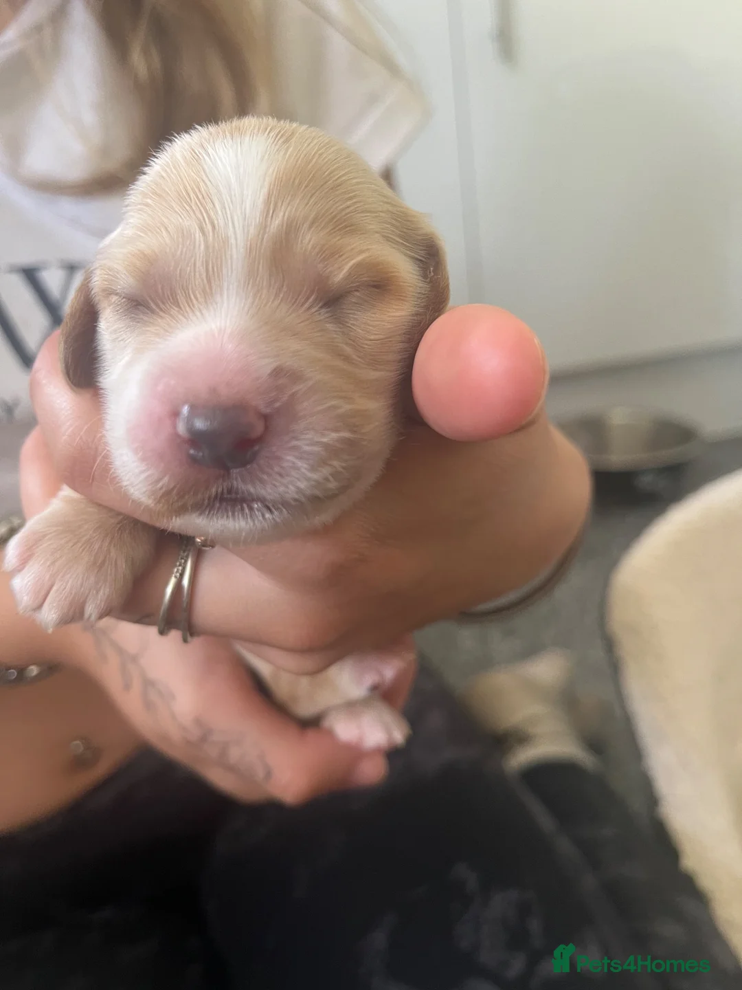 Cocker Spaniel dogs for sale: Full bred cocker spaniel puppies in Cambridge - Advert 2