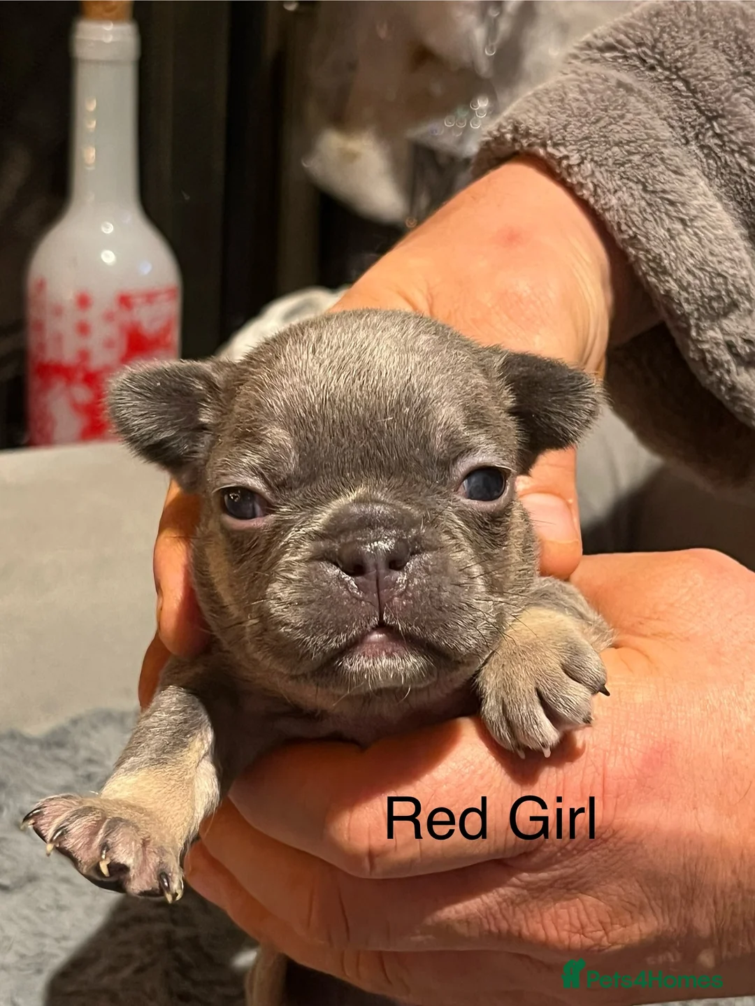 French Bulldog dogs for sale: DWKC Registered French Bulldog puppies for sale - Advert 34