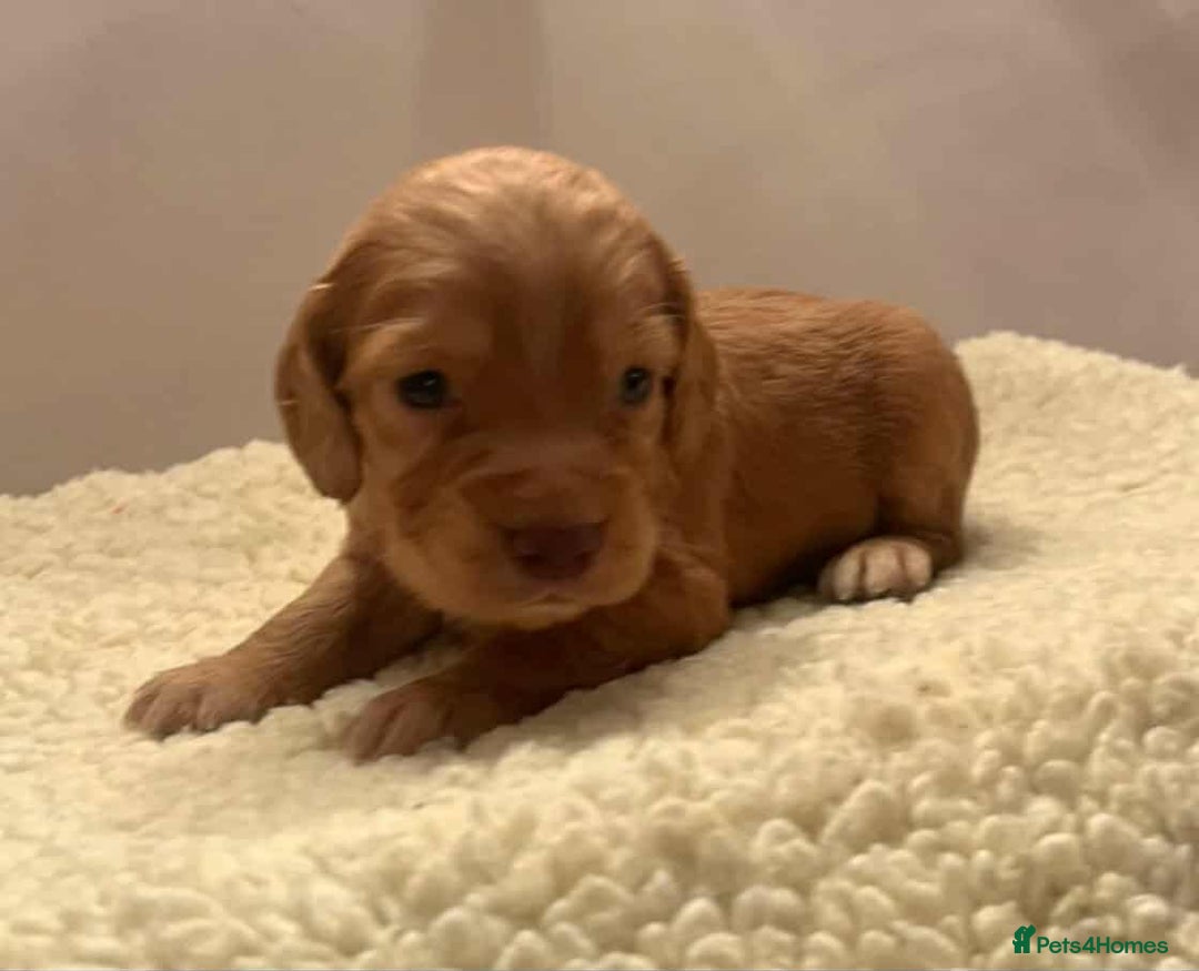 Cocker Spaniel dogs for sale: Gorgeous Health Tested Working Cocker Spaniels - Image 7