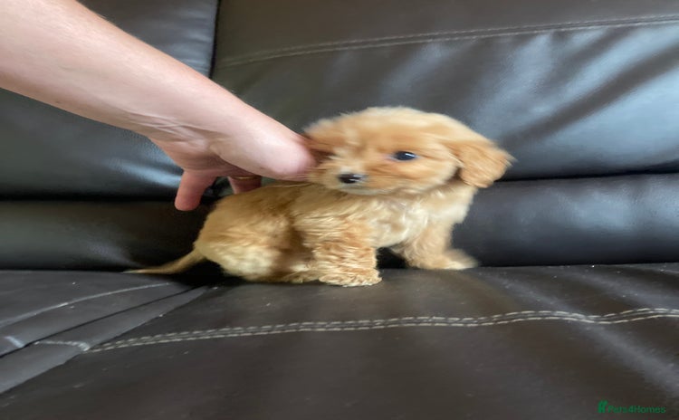 Cockapoo dogs - Advert 15