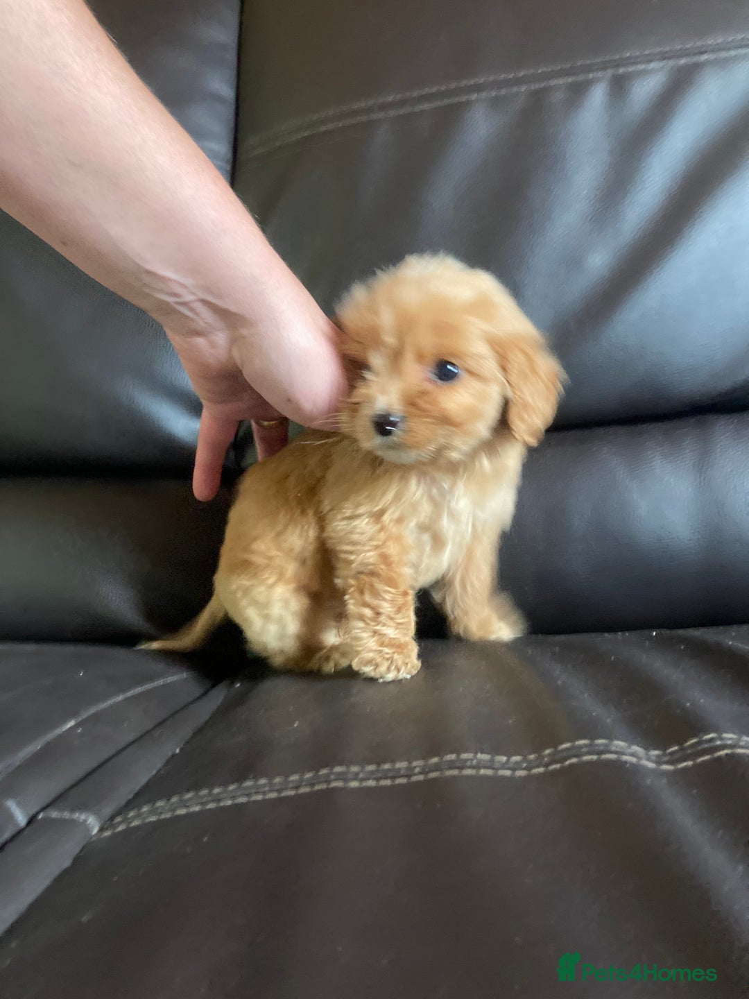 Cockapoo dogs for sale: Cockapoos  - Image 27