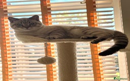 British Shorthair cats for sale: Rare Silver Spotted British Shorthair Kitten - Image 13