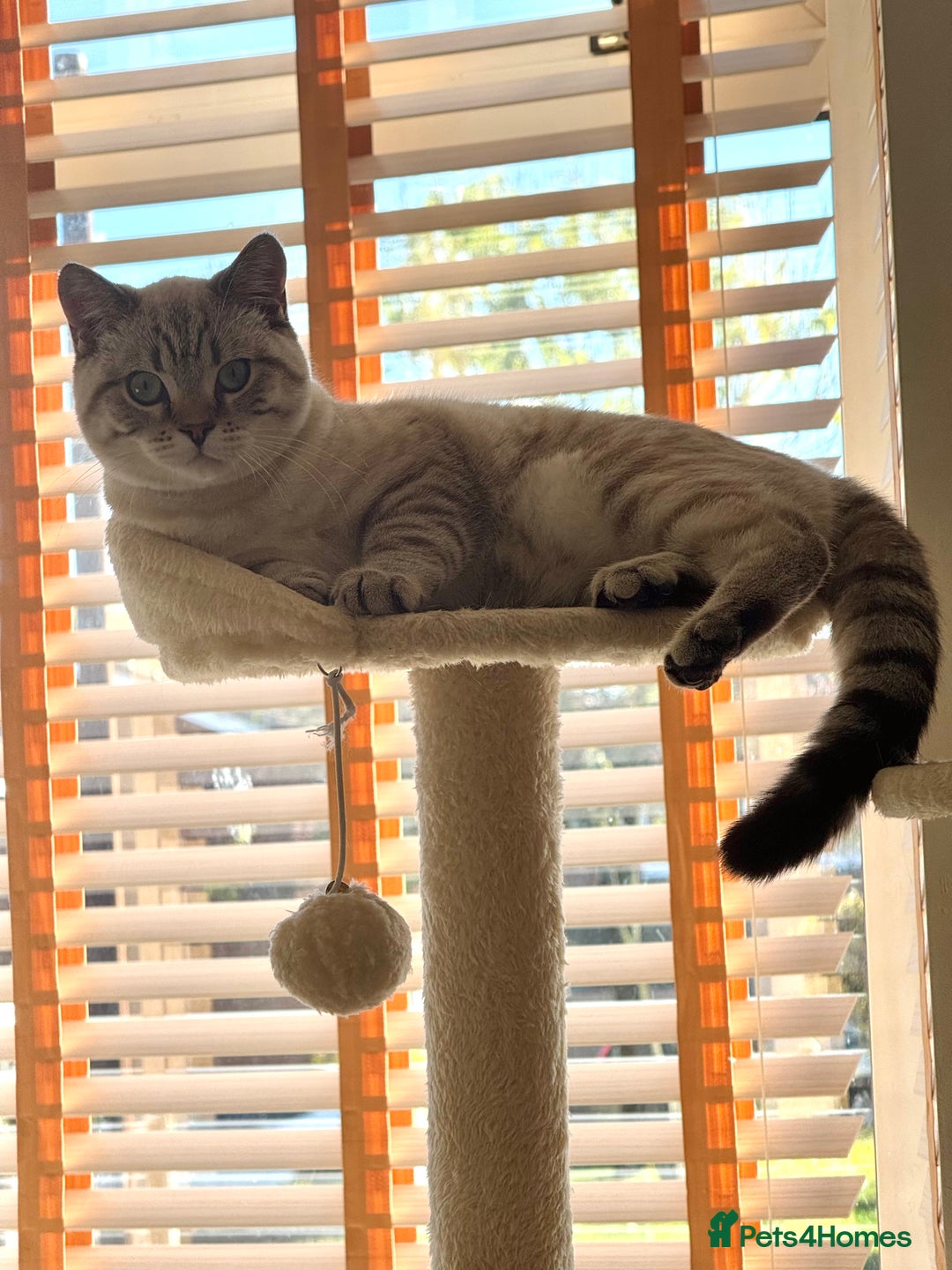 British Shorthair cats for sale: Rare Silver Spotted British Shorthair Kitten - Image 13