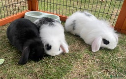 Mini Lop rabbits for sale: Beautiful Mini Lop Babies - Image 21