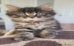 Maine Coon cats for sale: 7 Gorgeous Kittens Maine Coon Tabby Mix - Image 5