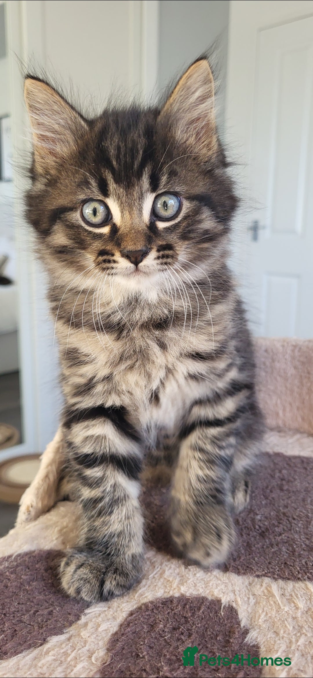 Maine Coon cats for sale: 7 Gorgeous Kittens Maine Coon Tabby Mix - Image 5