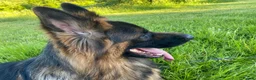 German Shepherd dogs for sale: This is boss looking for his forever home  - Advert 4