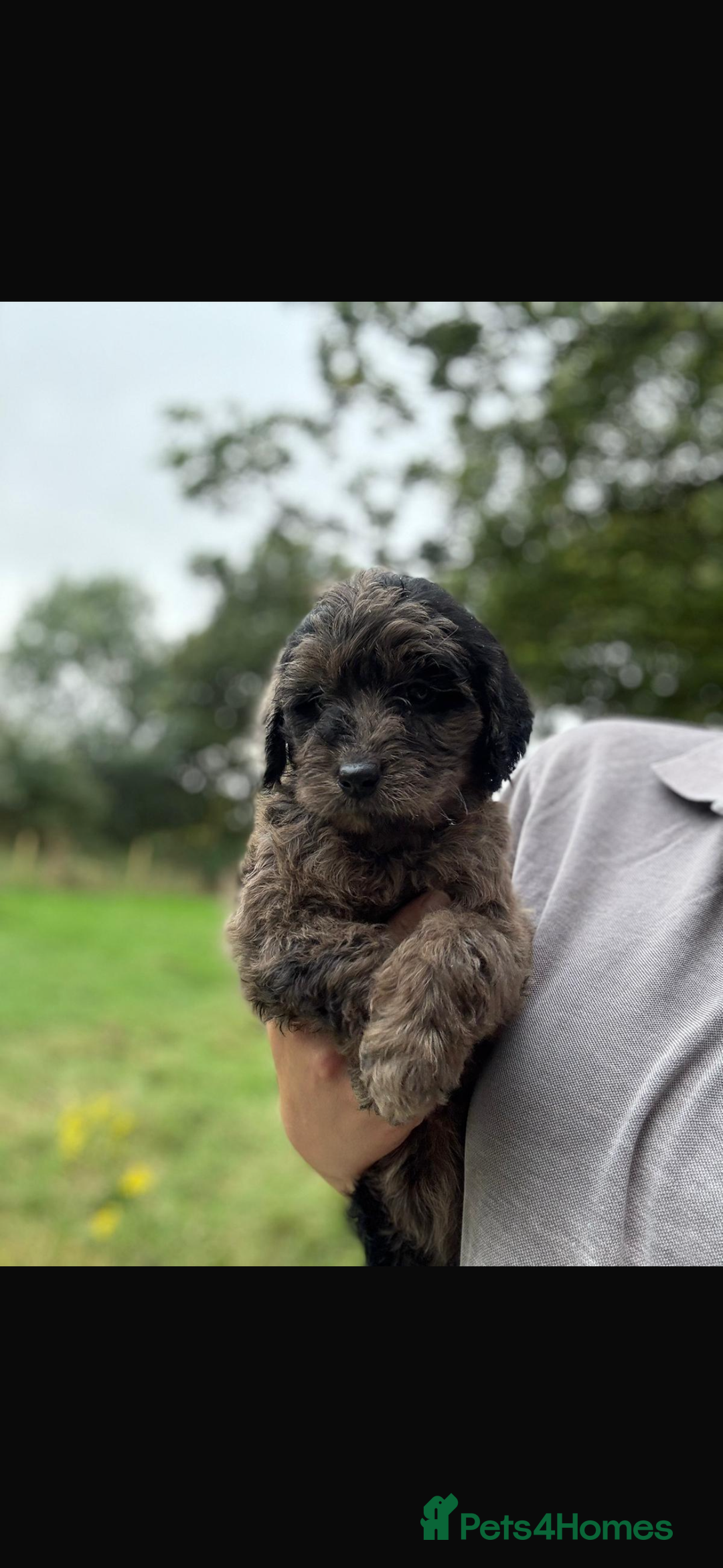 Mini Goldendoodle dogs for sale: 🐶Golden doodle puppies for sale ready to leave🐶 - Image 7
