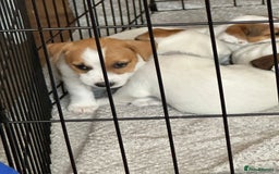 Jack Russell dogs for sale: Jack Russell Pups - Image 7