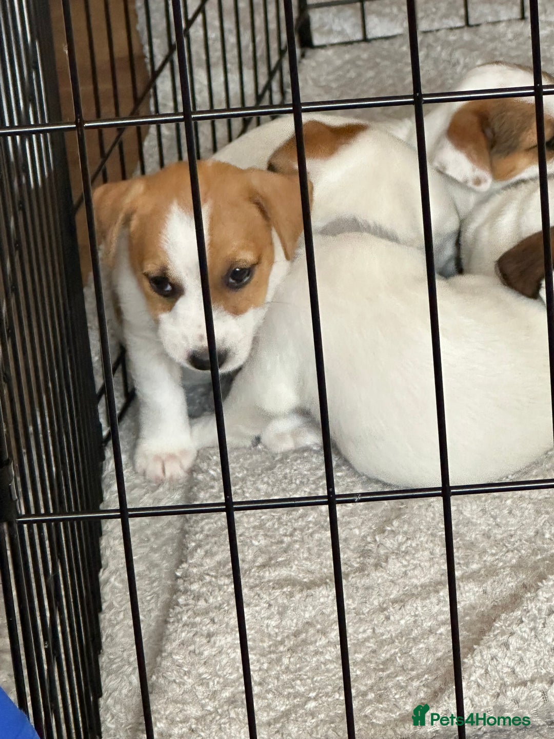 Jack Russell dogs for sale: Jack Russell Pups - Image 7