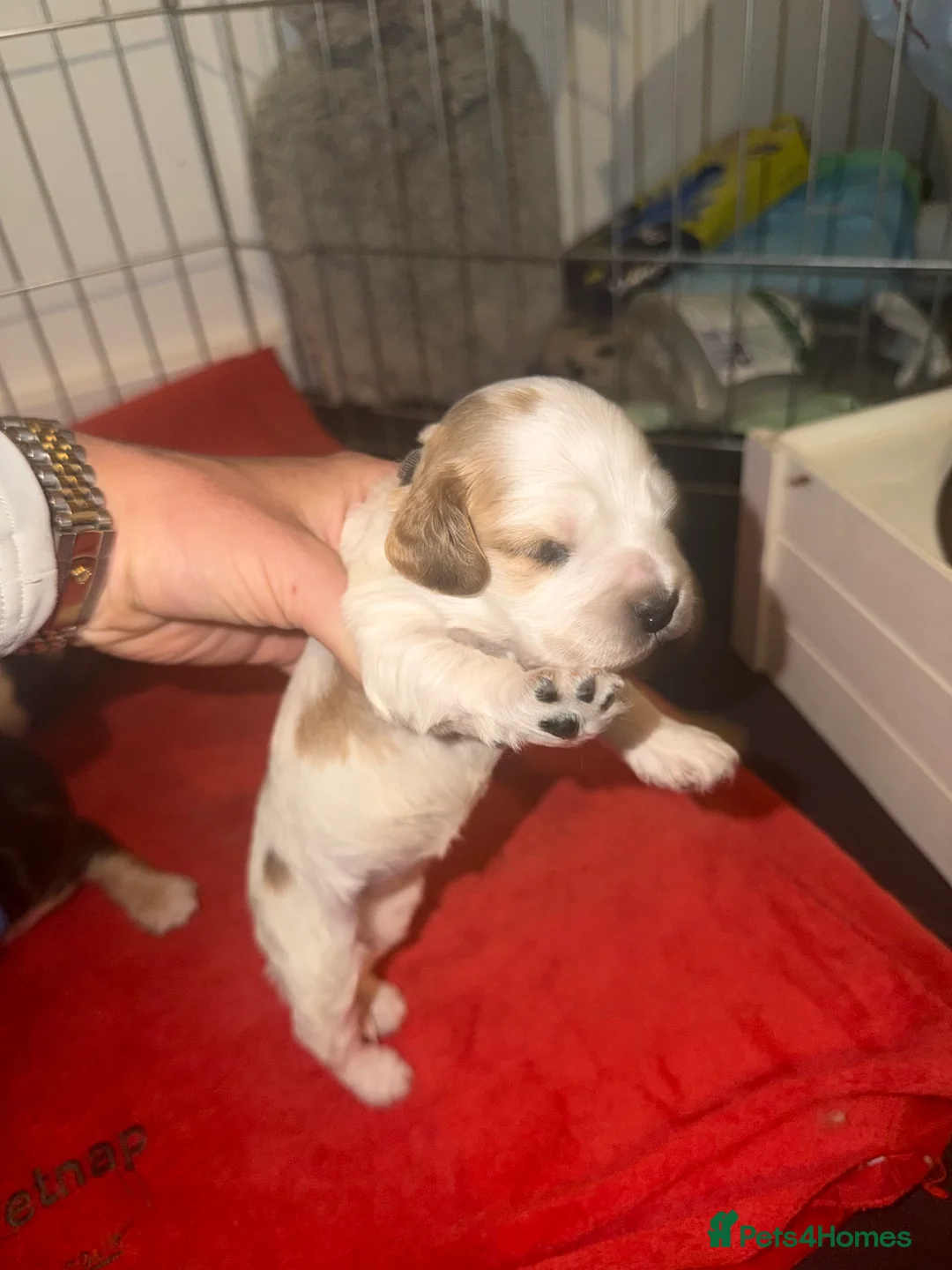Cocker Spaniel dogs for sale: Showtype Cocker spaniel pups KC registered  - Advert 35