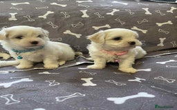 Bichon Frise dogs for sale: Bichon Frise  - Image 24