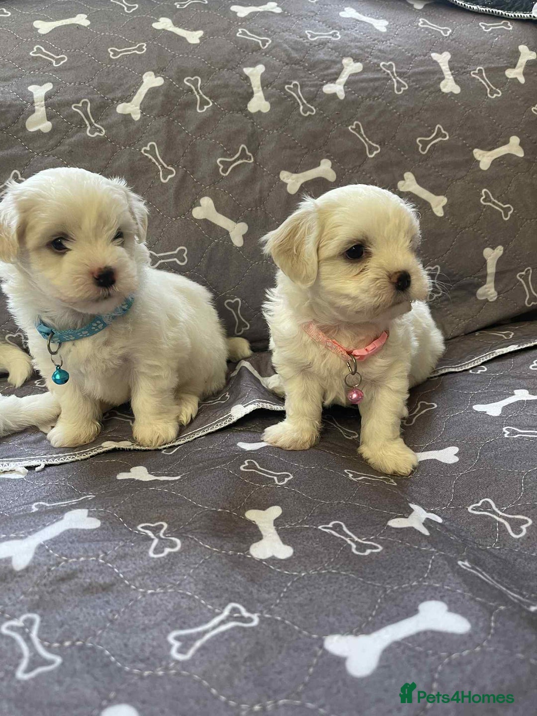 Bichon Frise dogs for sale: Bichon Frise  - Image 24