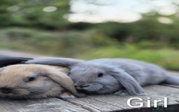 Mini Lop rabbits for sale: Three gorgeous mini lop bunnies for sale sale - Image 7