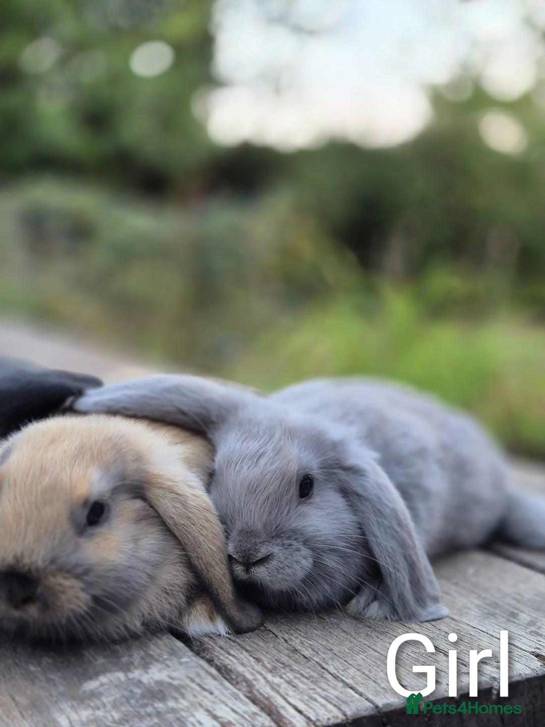 Mini Lop rabbits for sale: Three gorgeous mini lop bunnies for sale sale - Image 7