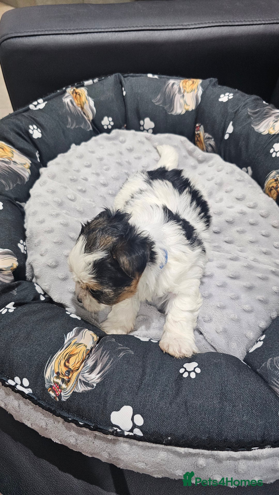 Yorkshire Terrier dogs for sale: 3 boys biewer yorkshire terrier with IHR Pedigree - Advert 10