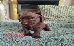 Labrador Retriever dogs for sale: Bundle of Chocolate Joy- Labrador Retrive Puppies - Image 8