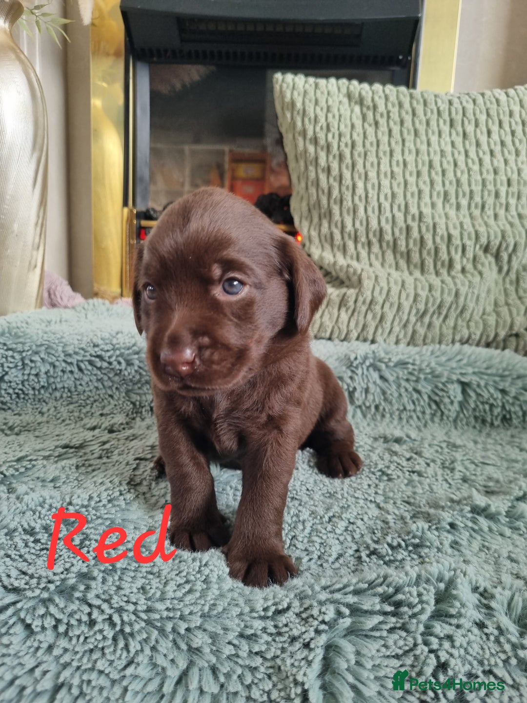 Labrador Retriever dogs for sale: Bundle of Chocolate Joy- Labrador Retrive Puppies - Image 8