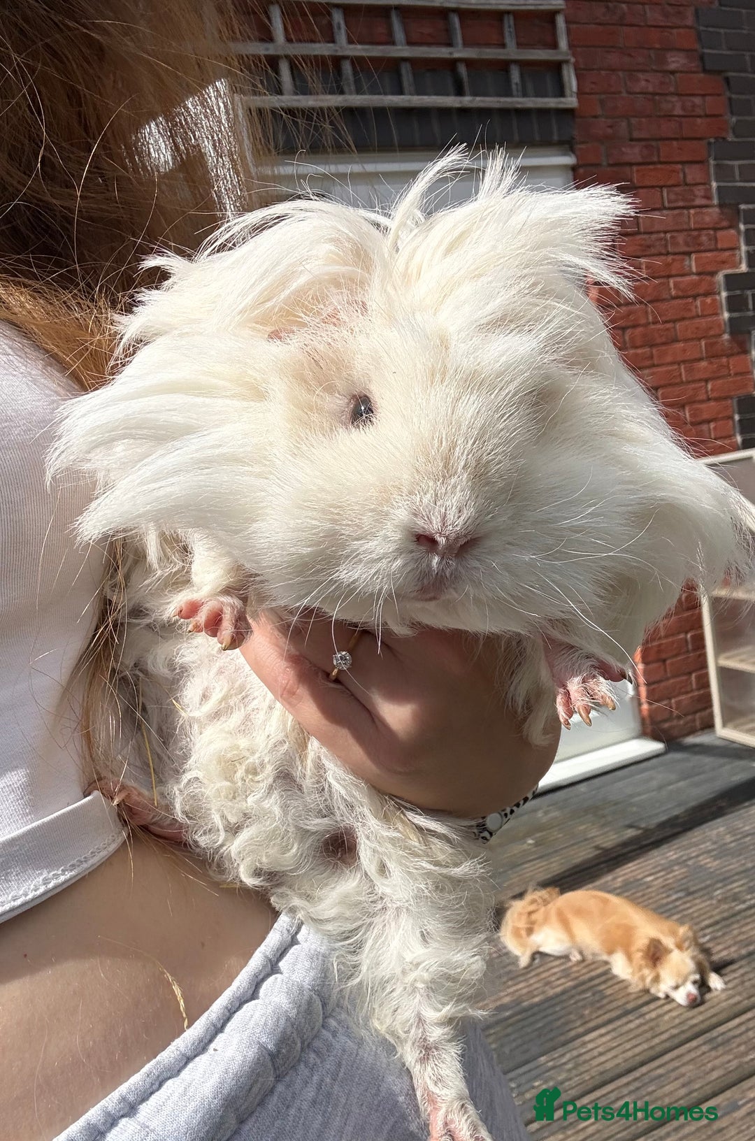 Guinea Pig rodents for sale: 2 female guinea pigs for sale  - Image 3