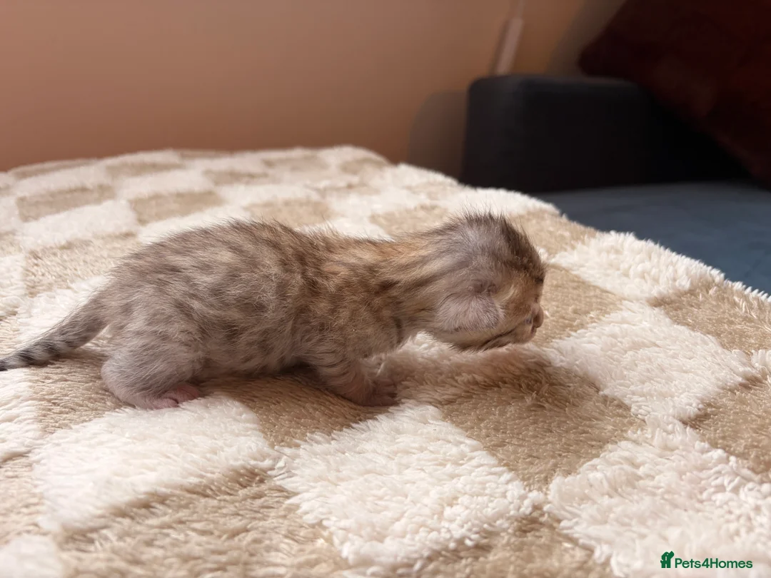 Bengal cats for sale: Bengal kittens  - Advert 18