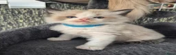 Ragdoll cats for sale: DNA tested Ragdoll kittens  - Advert 7