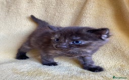 Maine Coon cats for sale: Maine coon x - Image 20
