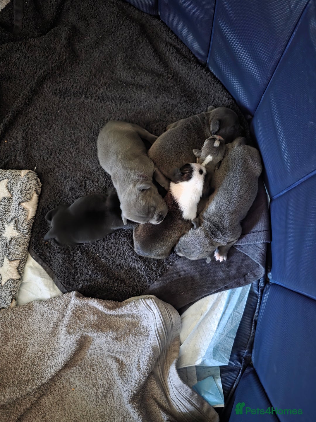 Mixed Breed dogs for sale:  Adorable staffie x frencie pups,Ready Oct31st  - Image 18