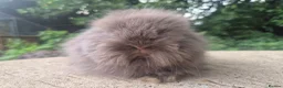 Angora rabbits for sale: ❤️STUNNING IMPORTED PARENTS- TEDDYDWERG BABIES❤️ - Advert 27