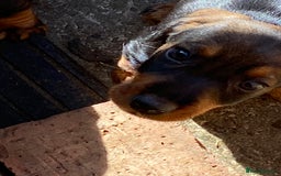 Dachshund dogs for sale: Mini wirehaired dachshund puppys Dad kc registered in Northampton - Image 3